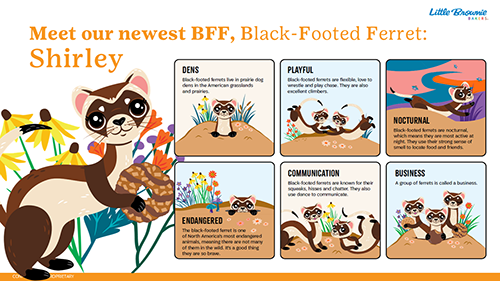 Shirley, the Black Footed Ferret